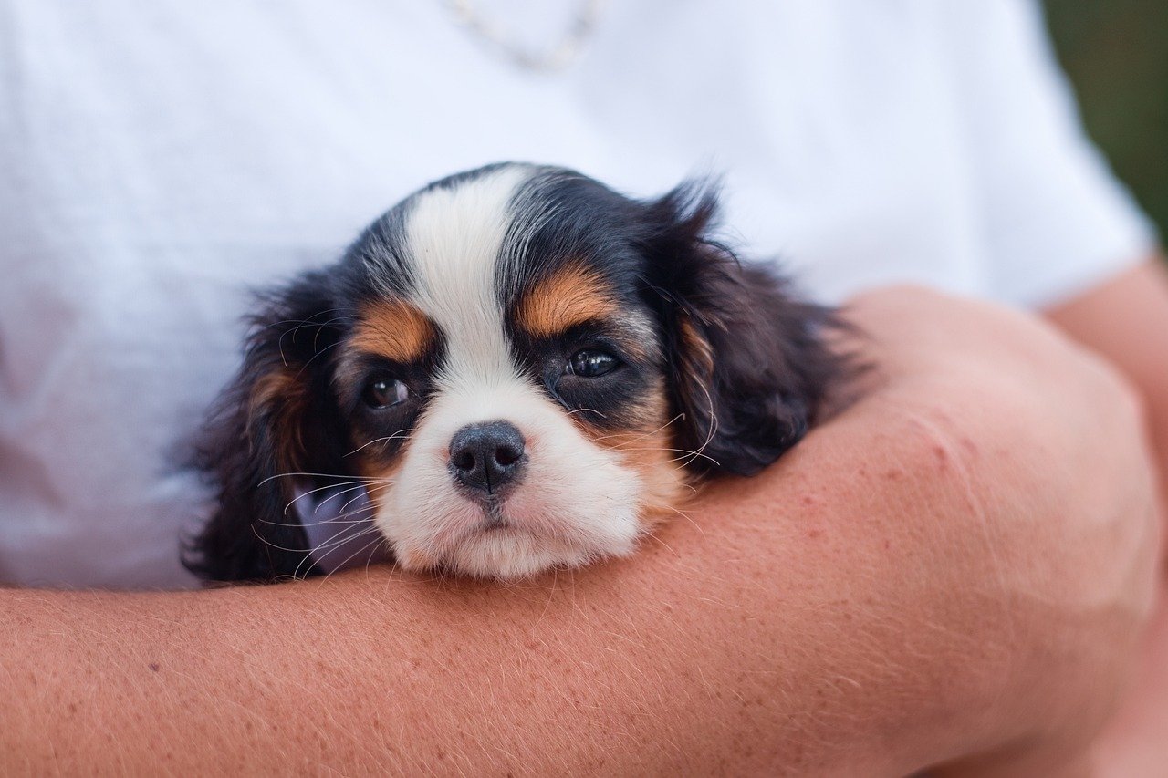 Planning for Pet Safety during Emergencies